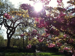 early morning blossoms in the park